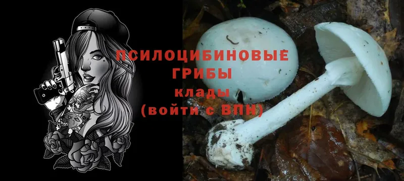 Галлюциногенные грибы Psilocybe  Кедровый 